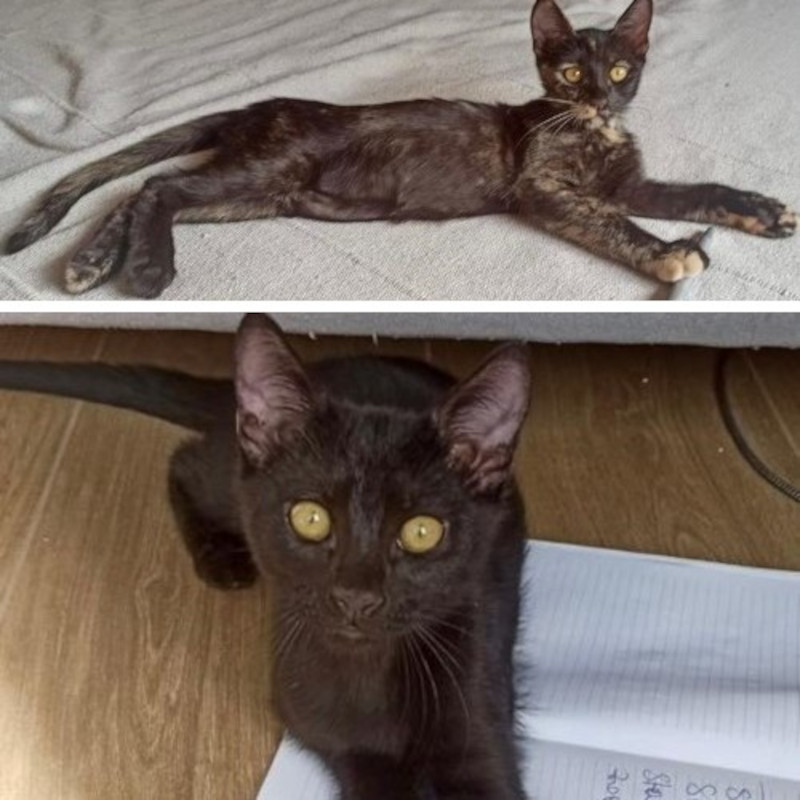 gatti adottati Le Sfigatte
