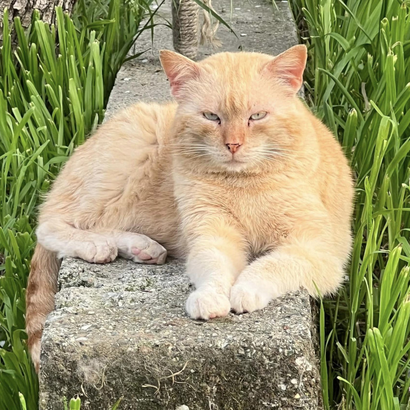gatti adottati Le Sfigatte