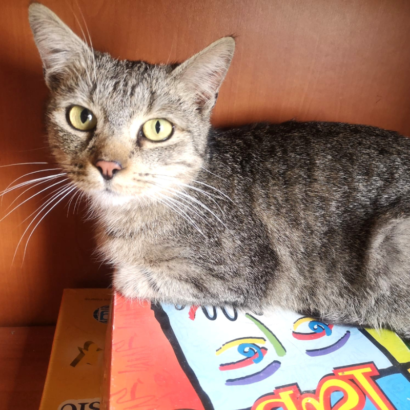 gatti adottati Le Sfigatte