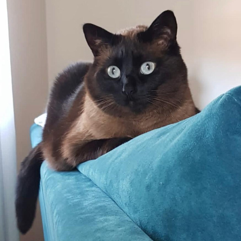 gatti adottati Le Sfigatte