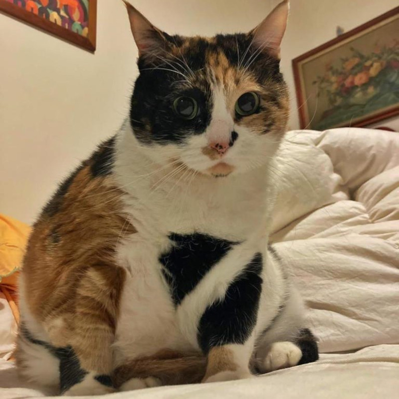 gatti adottati Le Sfigatte