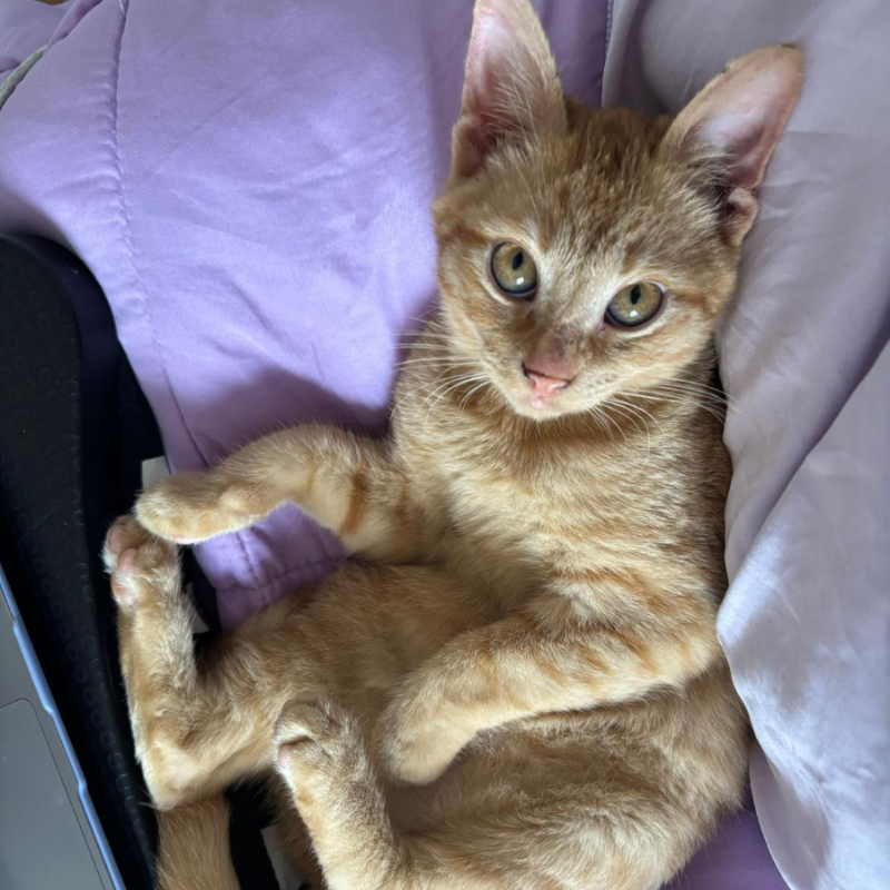 gatti adottati Le Sfigatte