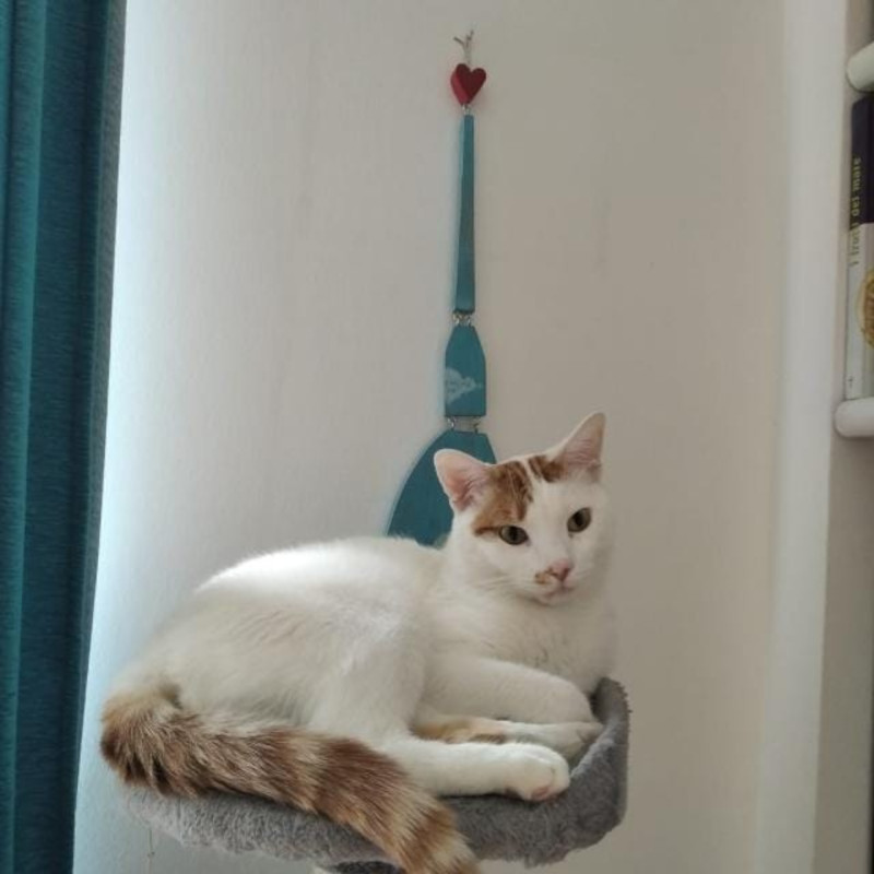 gatti adottati Le Sfigatte