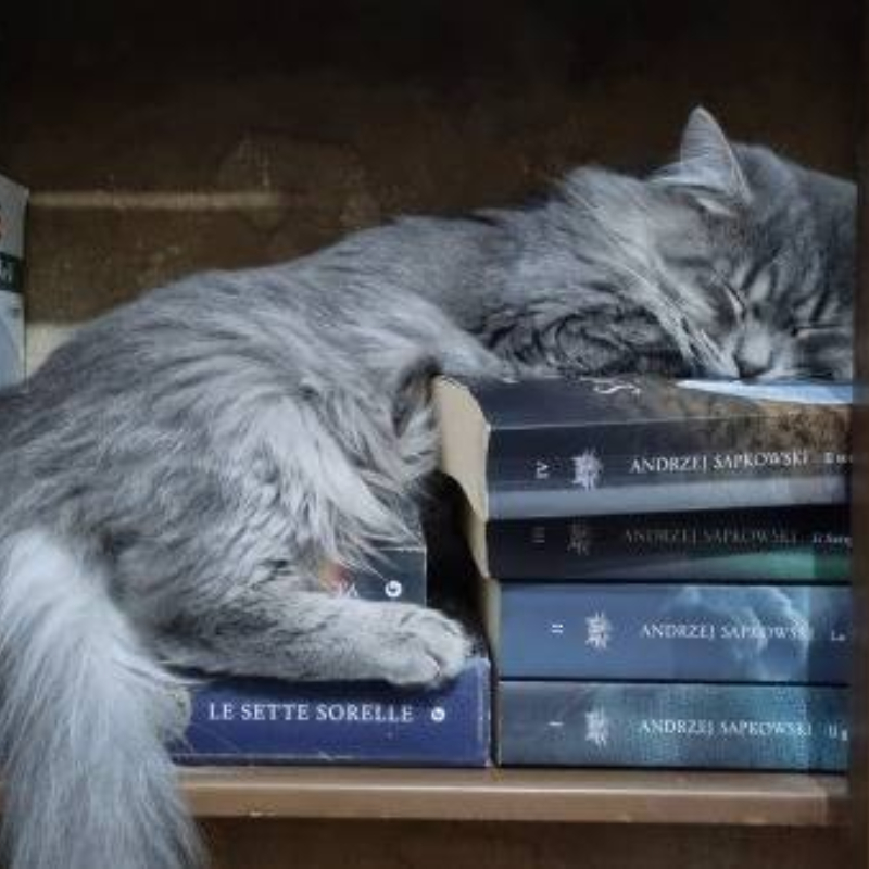 Gin, una nuova casa, un nuovo inizio | Associazione Le Sfigatte