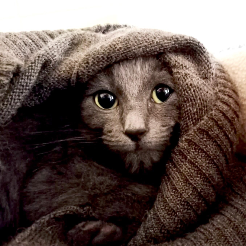 gatti adottati Le Sfigatte