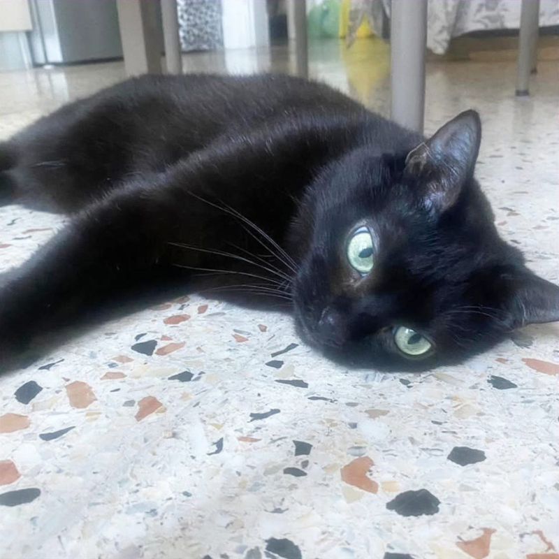 Gina, in cerca di adozione | Associazione Le Sfigatte