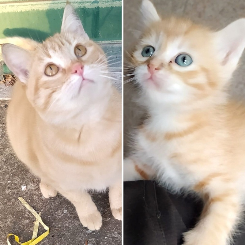 Ginger e Crodino, in cerca di adozione | Associazione Le Sfigatte