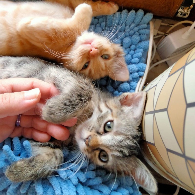 gatti adottati Le Sfigatte