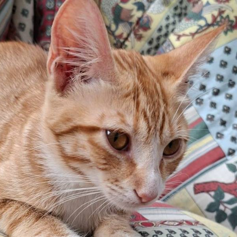 Ginger, in cerca di adozione | Associazione Le Sfigatte