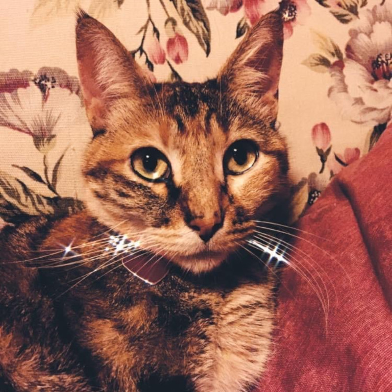 gatti adottati Le Sfigatte