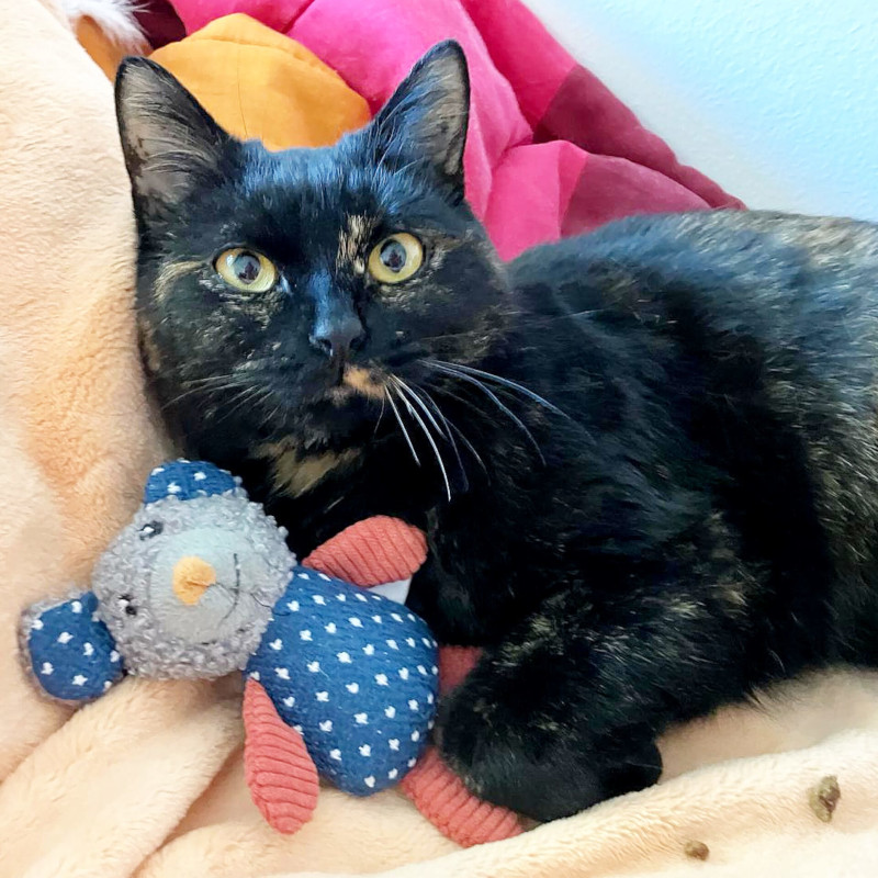 gatti adottati Le Sfigatte