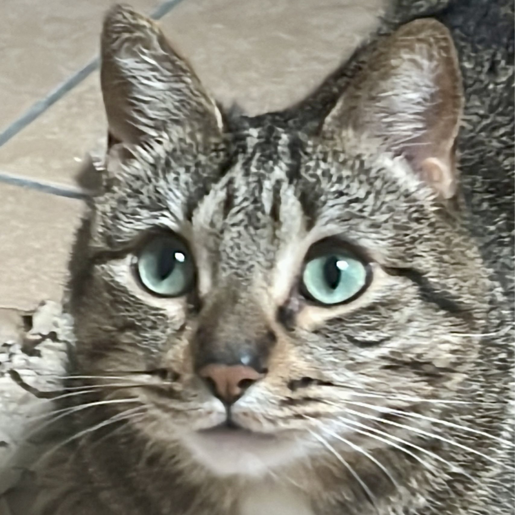 gatti adottati Le Sfigatte