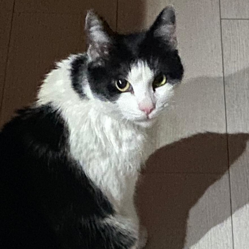 gatti adottati Le Sfigatte