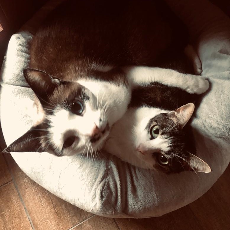 gatti adottati Le Sfigatte