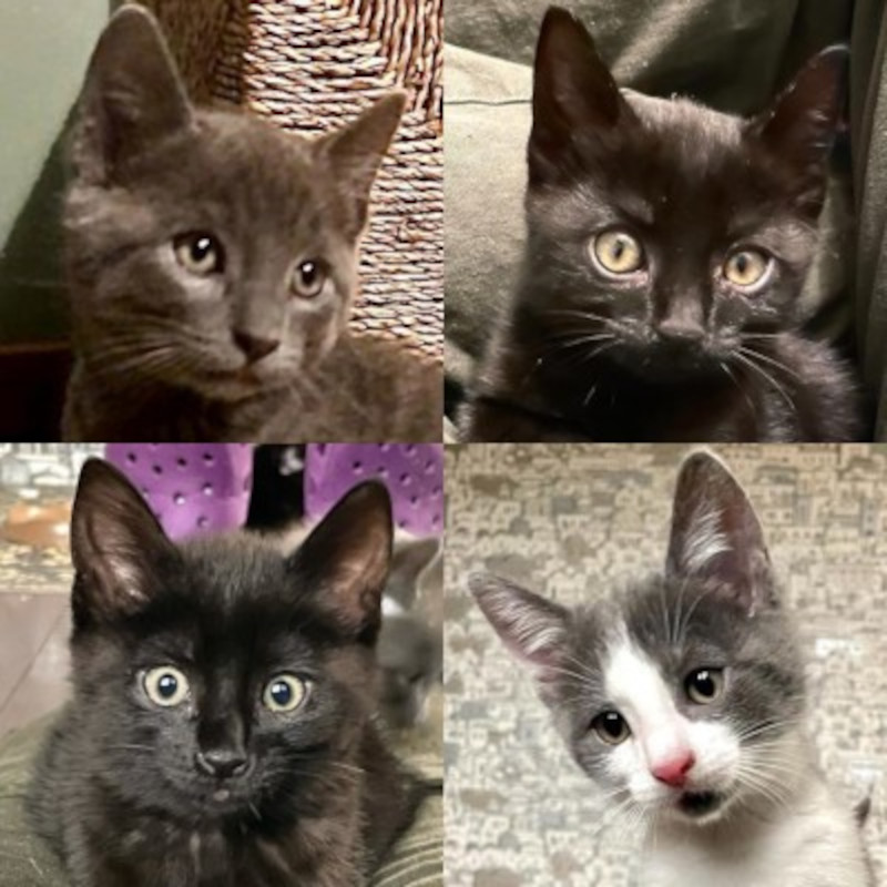 gatti adottati Le Sfigatte