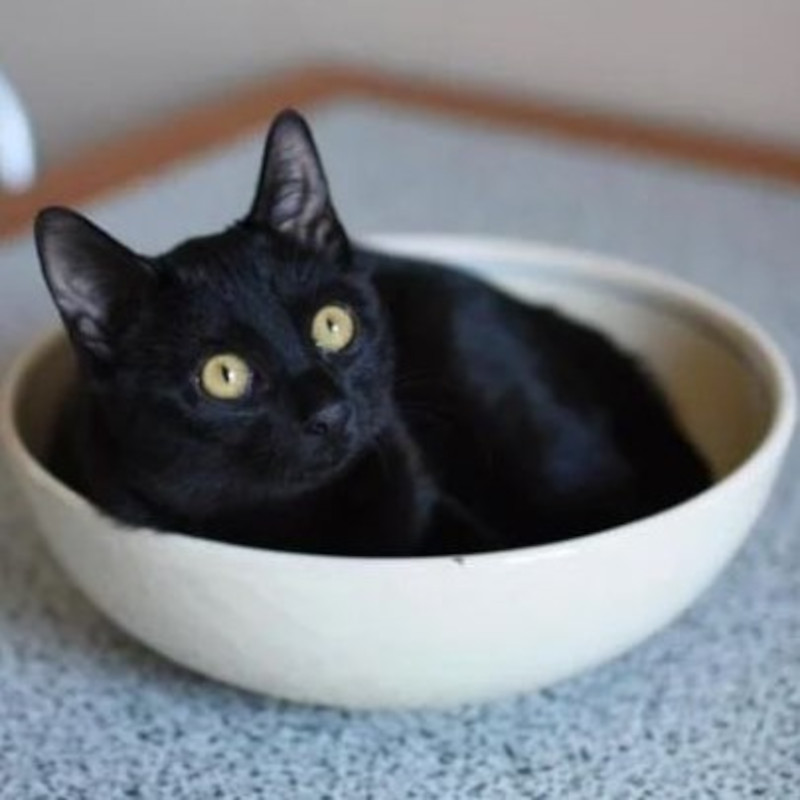 gatti adottati Le Sfigatte