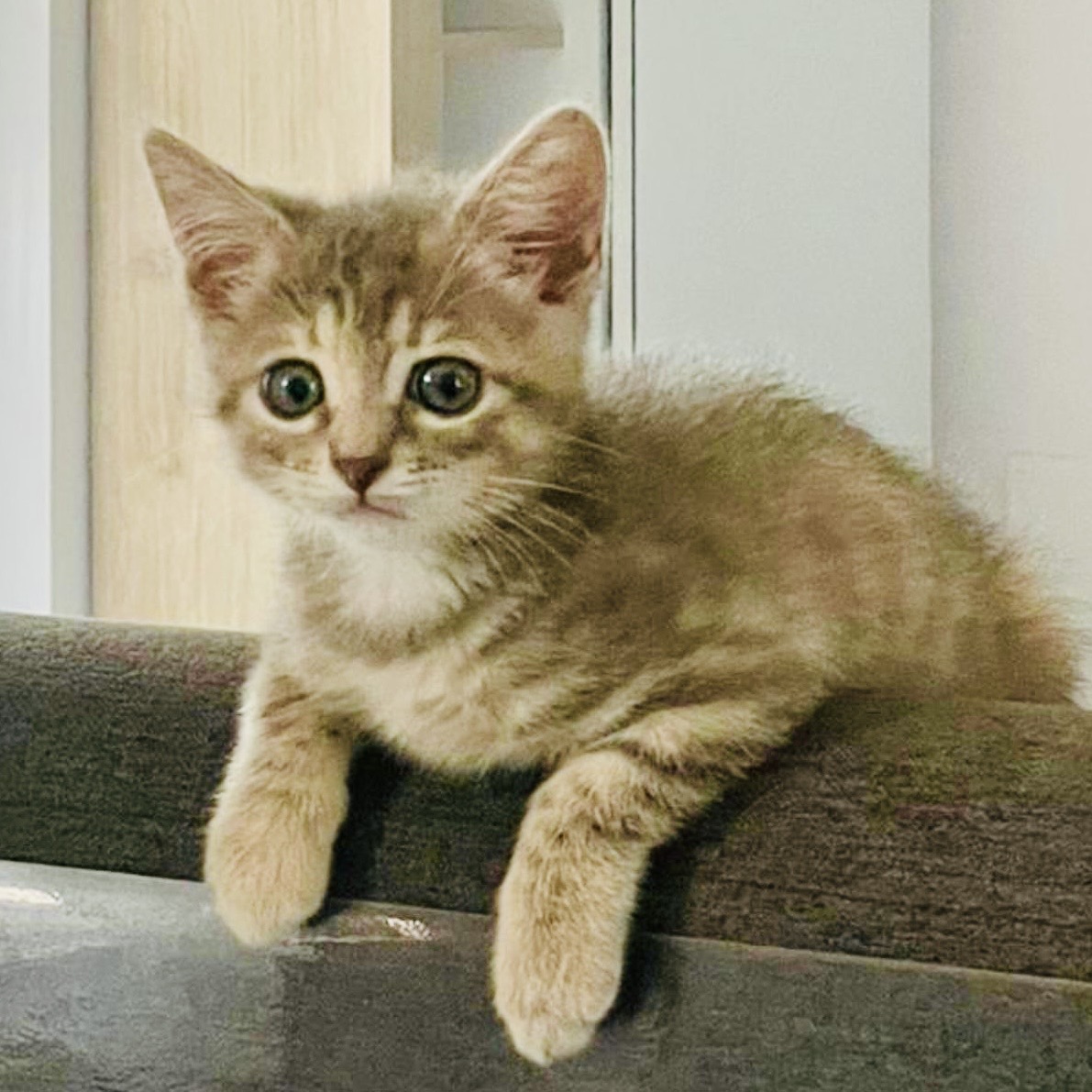 gatti adottati Le Sfigatte