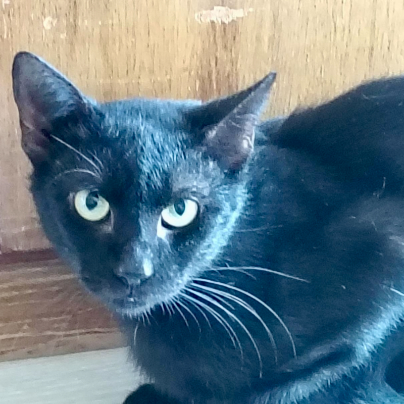 gatti adottati Le Sfigatte