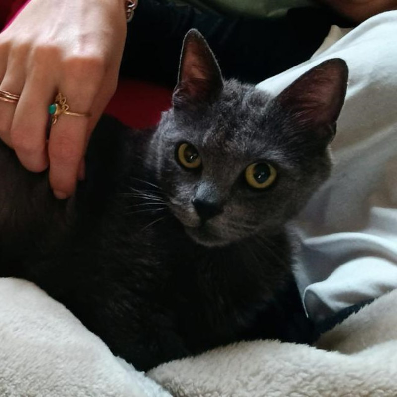 gatti adottati Le Sfigatte