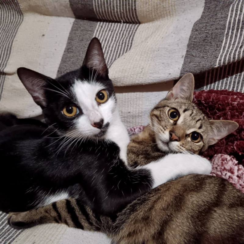 gatti adottati Le Sfigatte