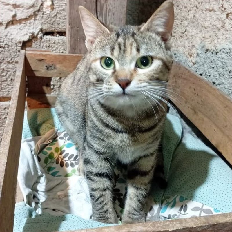 Giulietta, una nuova casa, un nuovo inizio | Associazione Le Sfigatte