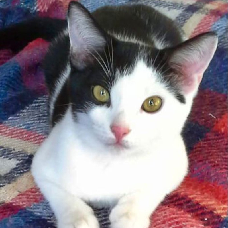 gatti adottati Le Sfigatte