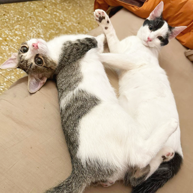 gatti adottati Le Sfigatte