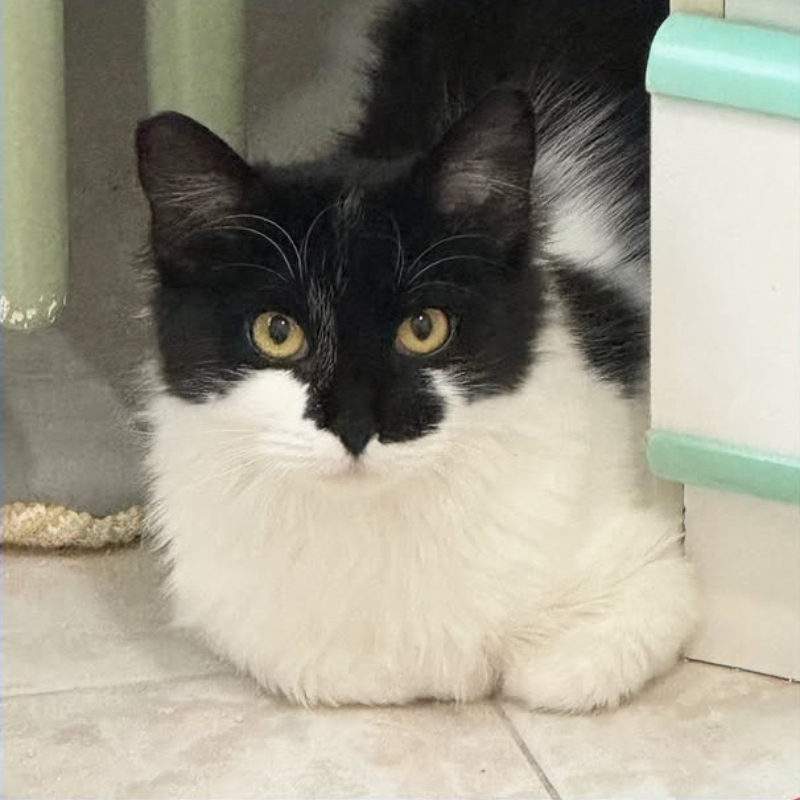 Giulio, in cerca di adozione tramite Associazione Le Sfigatte