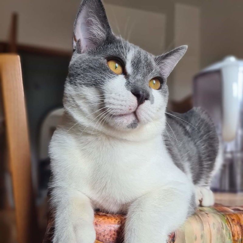 gatti adottati Le Sfigatte