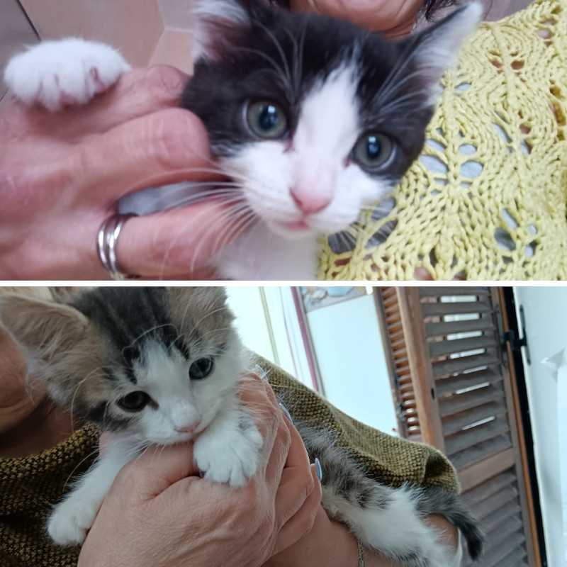 gatti adottati Le Sfigatte