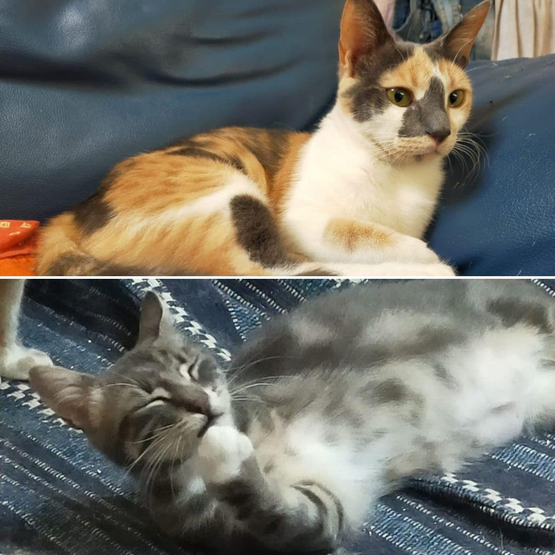 gatti adottati Le Sfigatte