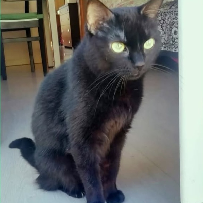 gatti adottati Le Sfigatte