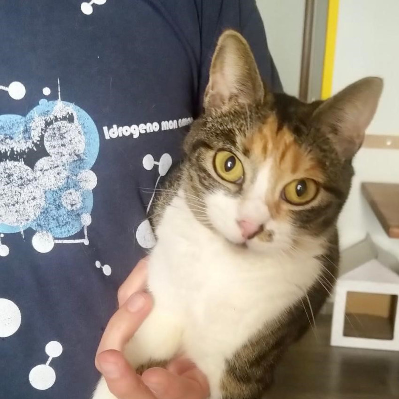 gatti adottati Le Sfigatte