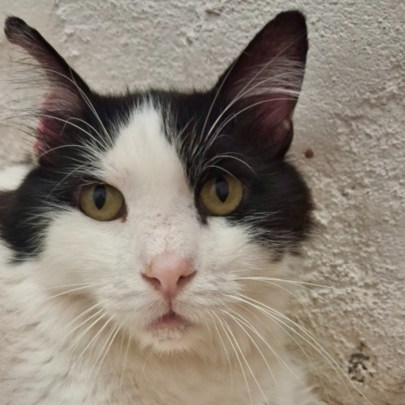 Greg, in cerca di adozione | Associazione Le Sfigatte