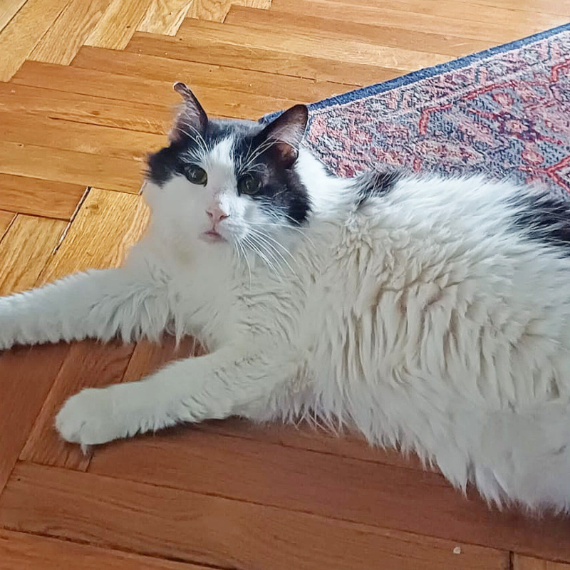 Greg, una nuova casa, un nuovo inizio | Associazione Le Sfigatte