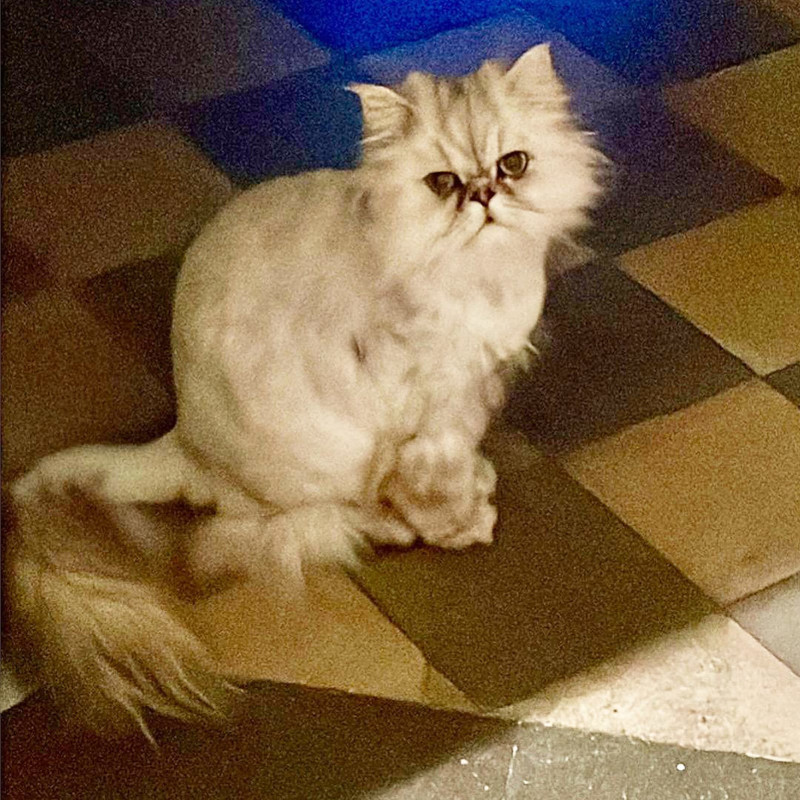 gatti adottati Le Sfigatte