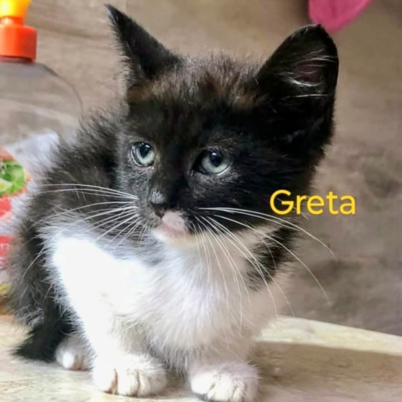 gatti adottati Le Sfigatte