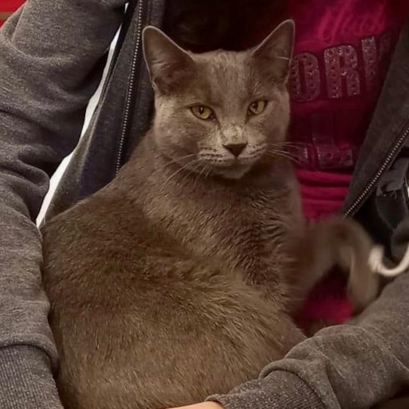 gatti adottati Le Sfigatte