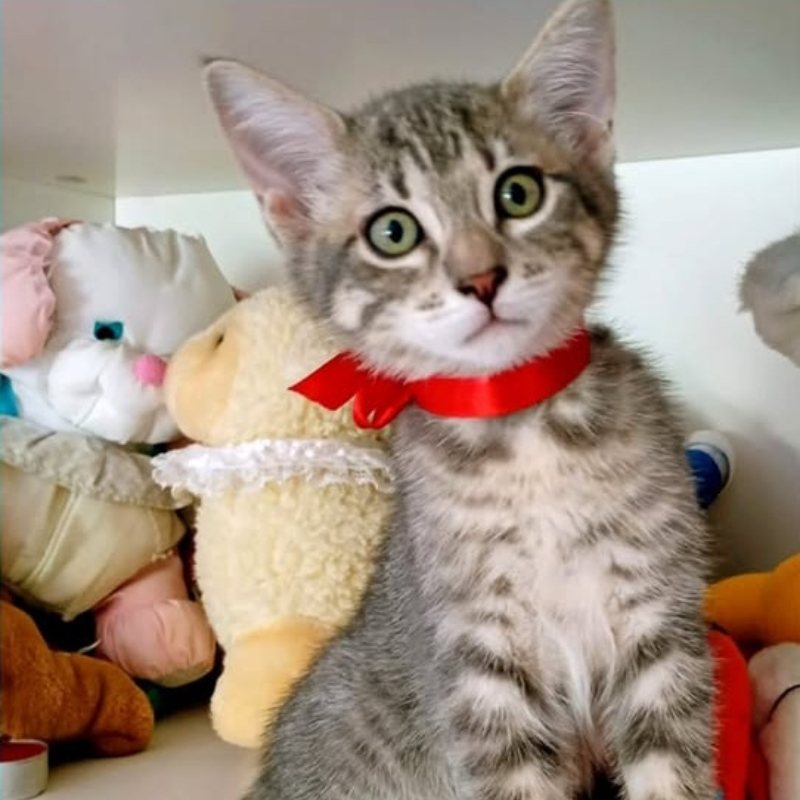Grey, in cerca di adozione | Associazione Le Sfigatte