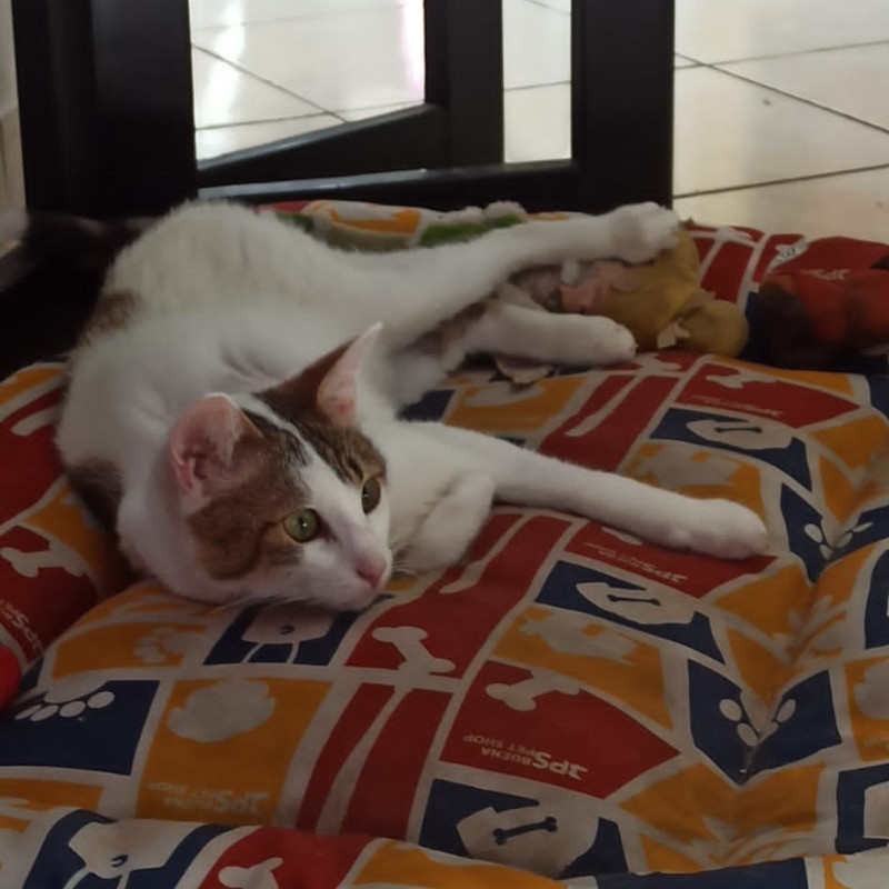 gatti adottati Le Sfigatte
