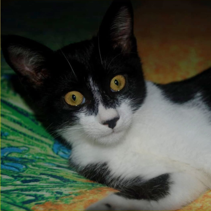 gatti adottati Le Sfigatte