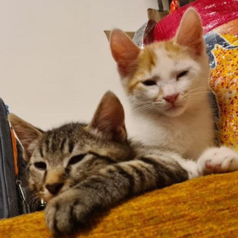gatti adottati Le Sfigatte