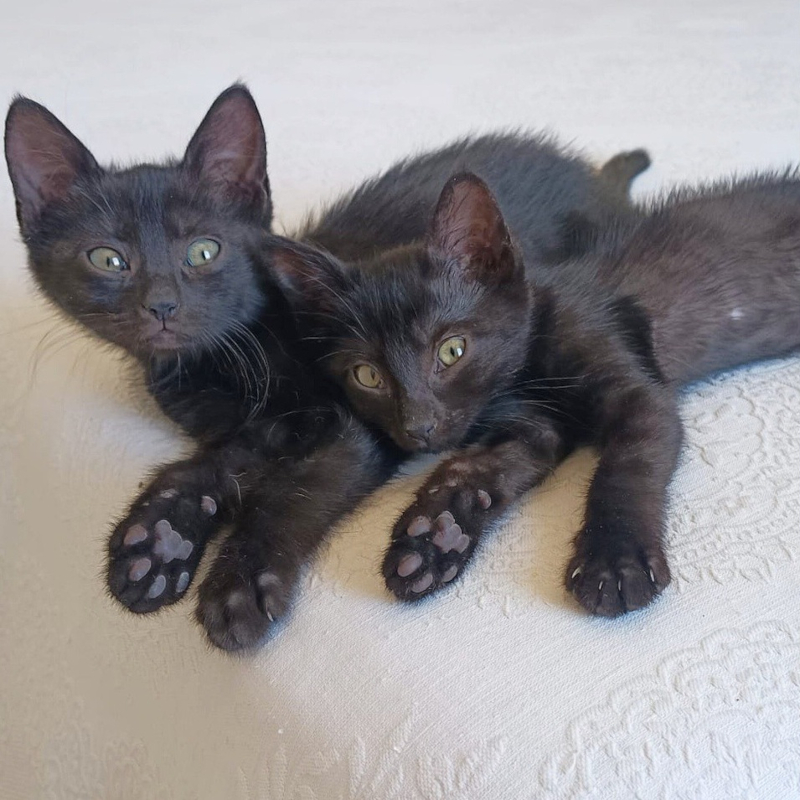 Guinness e Murphy, in cerca di adozione | Associazione Le Sfigatte