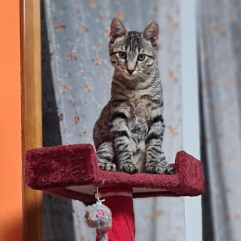 gatti adottati Le Sfigatte