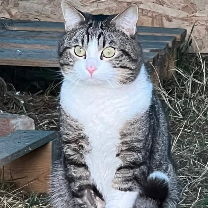 Adotta a distanza Hannibal | Associazione Le Sfigatte