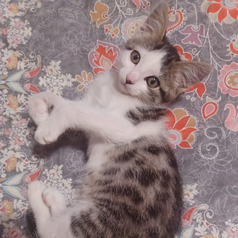 gatti adottati Le Sfigatte