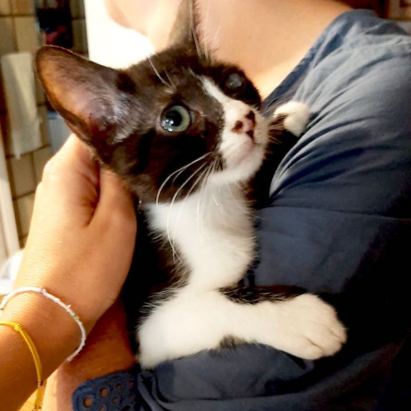 gatti adottati Le Sfigatte