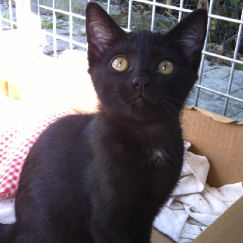 Heidi, una nuova casa, un nuovo inizio | Associazione Le Sfigatte