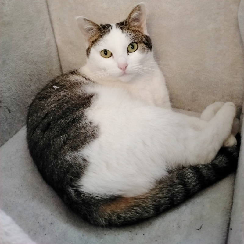 Helen, in cerca di adozione | Associazione Le Sfigatte