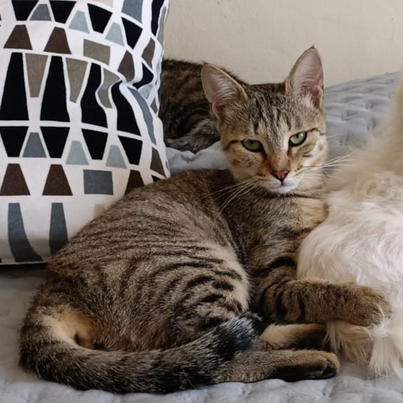 gatti adottati Le Sfigatte